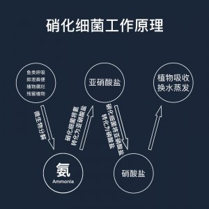 宣歌魚缸硝化細(xì)菌水質(zhì)澄清劑500ml