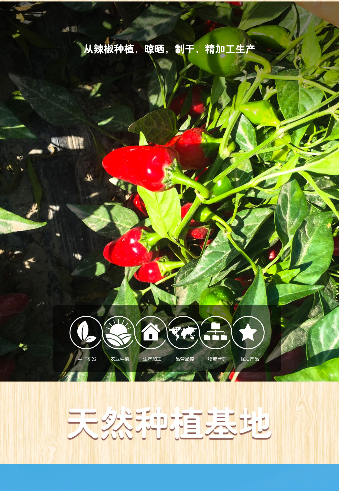 辣椒醬簡(jiǎn)介_(kāi)03.jpg