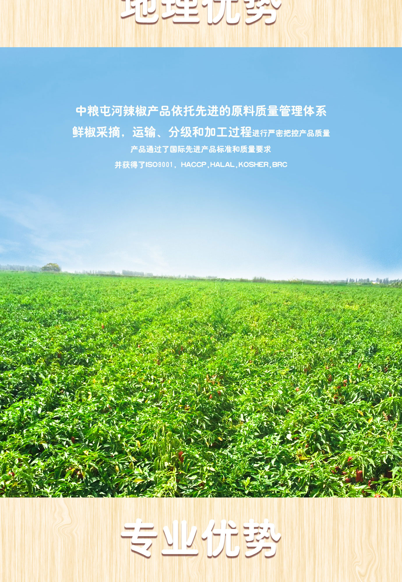 辣椒醬簡(jiǎn)介_(kāi)02.jpg
